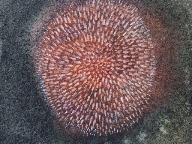Sea urchin 37/31cm